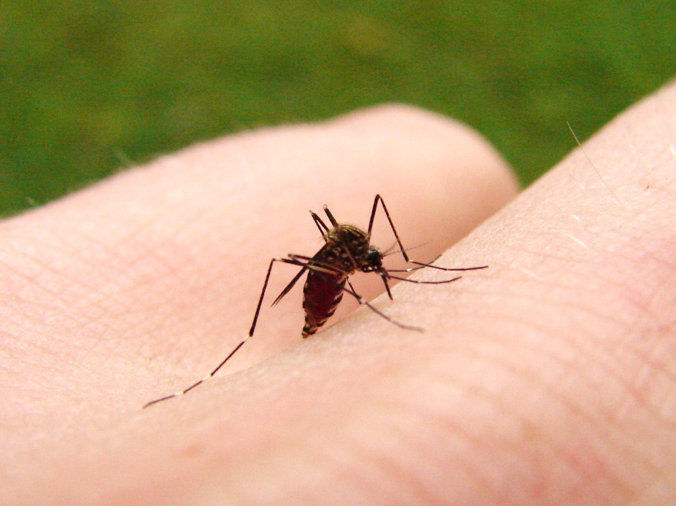 The Environmental Defence Guide to Insect Repellent Environmental Defence