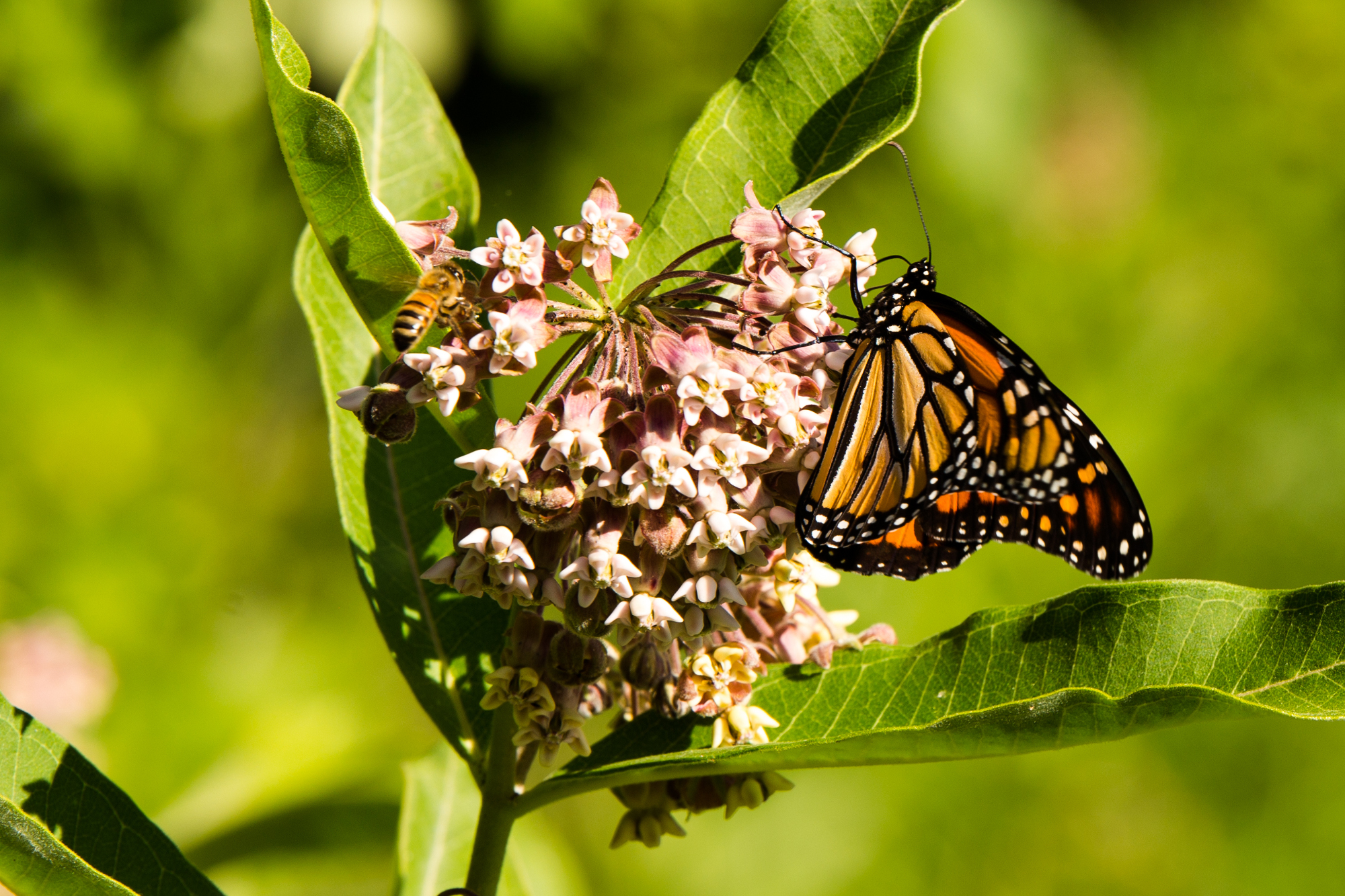 Ontario Election 2022 Issues Guide: Endangered Species, Conservation ...