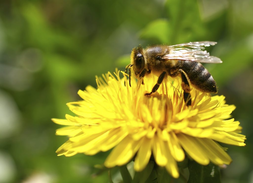 Harmful Neonic Pesticide to be Banned in Canada - Environmental Defence