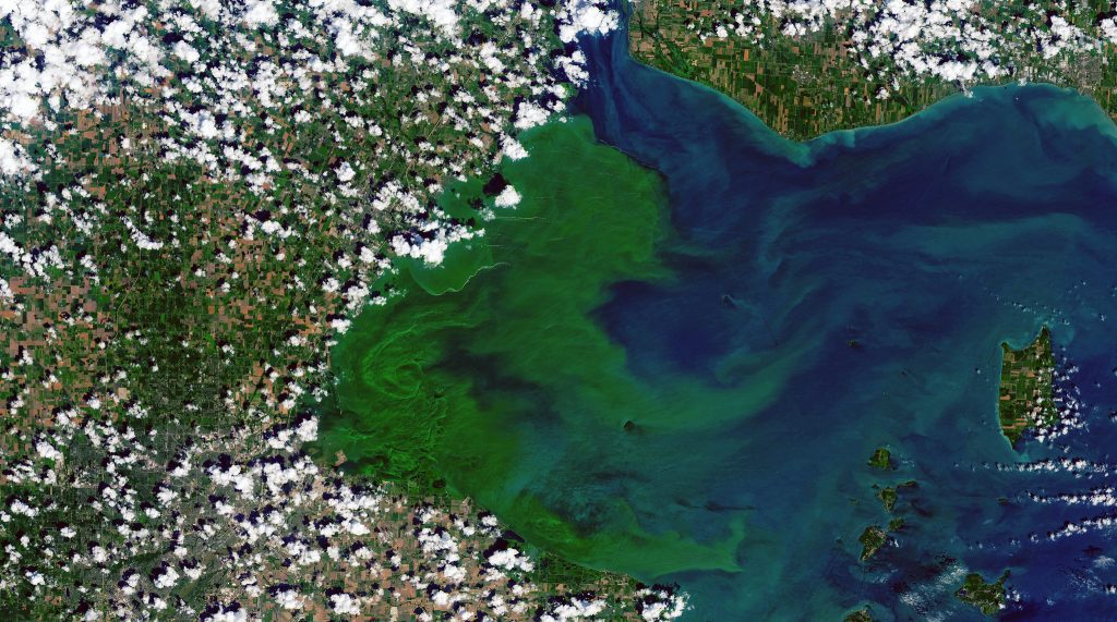 This image shows the bloom on July 30, 2019, as observed by the Operational Land Imager on the Landsat 8 satellite. Photo credit: Flickr user Stuart Rankin