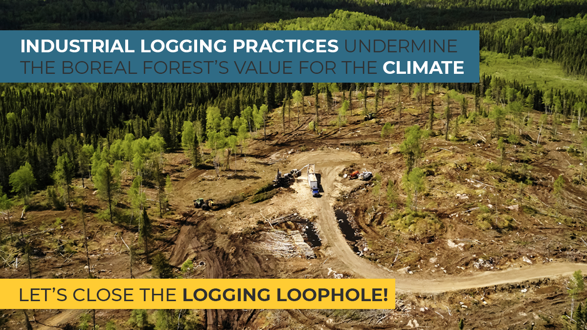 the-logging-loophole-how-the-logging-industry-s-unregulated-carbon