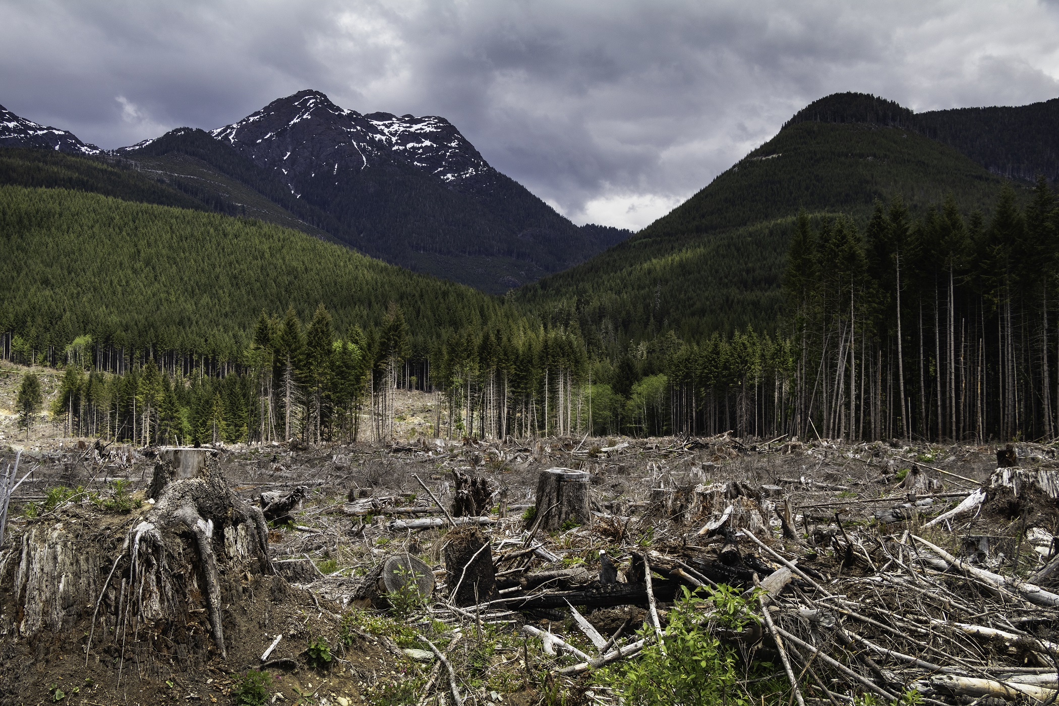 Canada s Industrial Logging Sector Is The Big Climate Emitter We Don t 