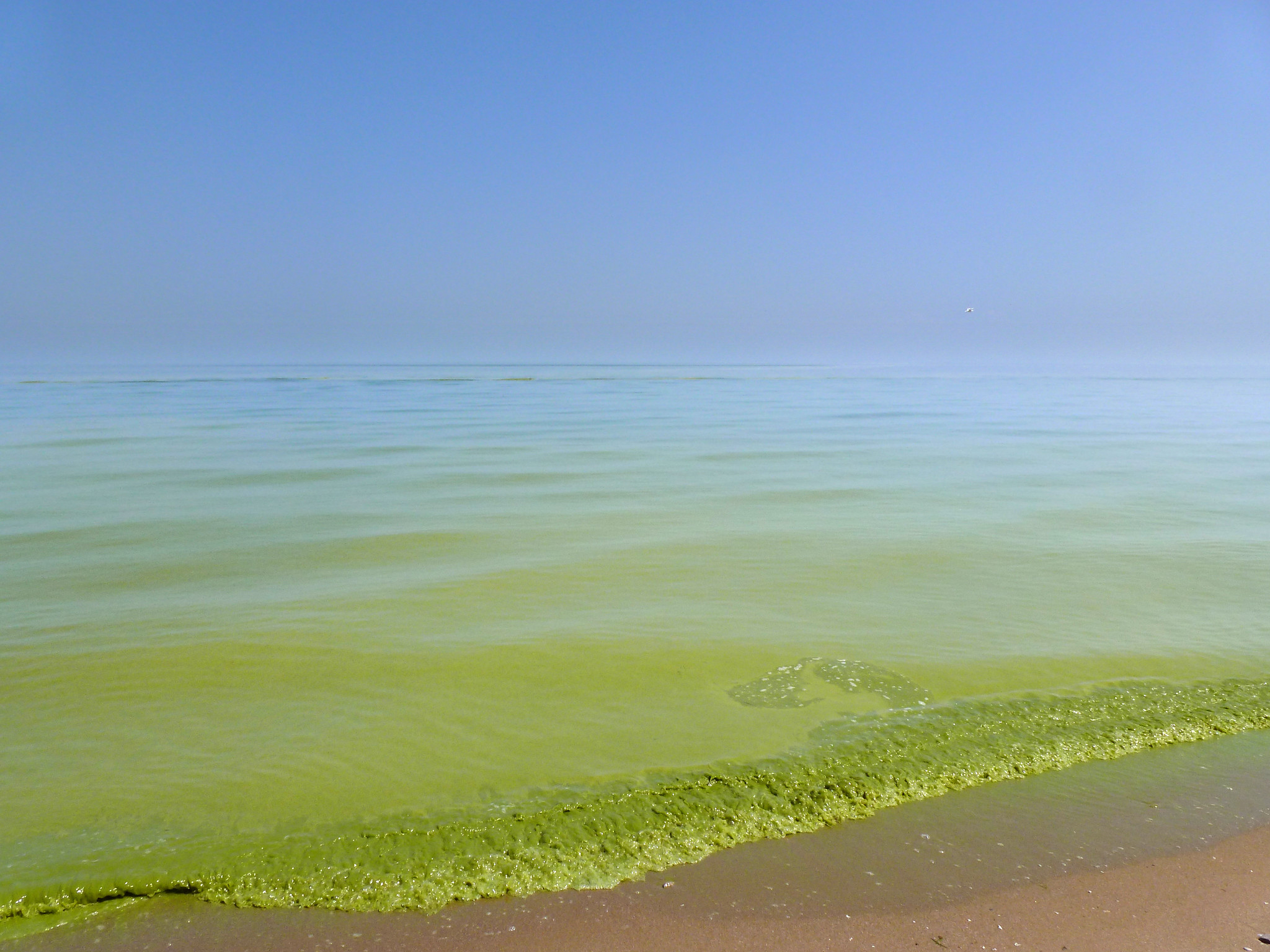 Lake Erie algal blooms, August 2011, along the southeast Lake Erie shore of Pelee Island, Ontario, Canada, 5 miles north of the international line.