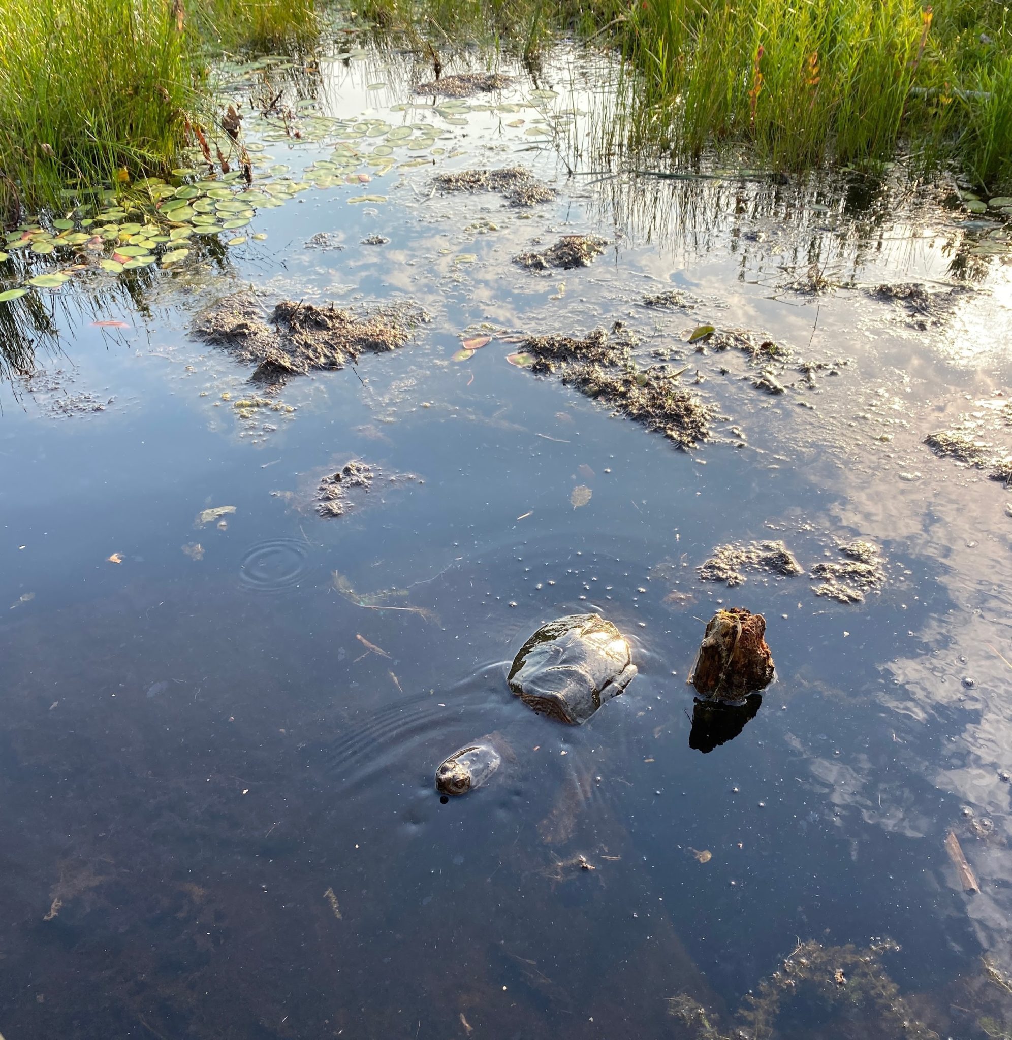 Putting the Brakes on Turtle Loss in Ontario Environmental Defence