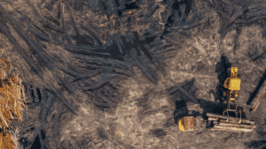 A photo of a forest being bulldozed