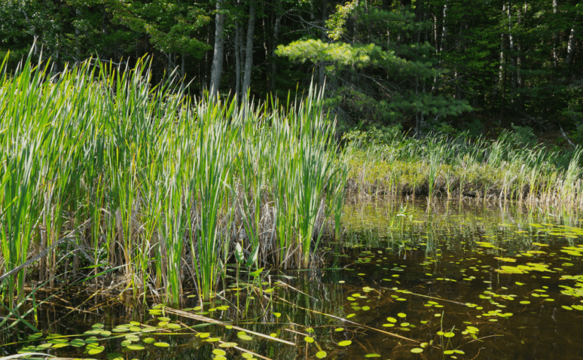 Body of water with lily pads and reeds.